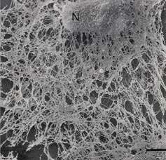 Organelles: Cytoskeleton Function provides