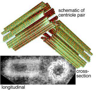 Organelles: Centrioles Structure Found only in animal cells Made of