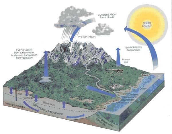 Global Water Cycle Water Reservoirs: Ocean (97.5% of global water) Polar Ice Sheet (2.01%; 77.2% of fresh water) Groundwater (0.58%; 22.