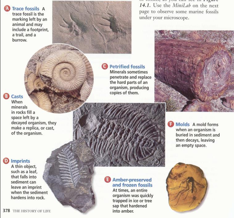 Evidence from Evolution Activity Part 1 - Fossils Use the diagrams