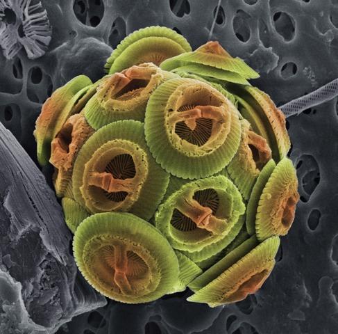A coccolithophorid are single-celled algae. They are distinguished by special calcium carbonate plates of uncertain function called coccoliths, which are important microfossils.