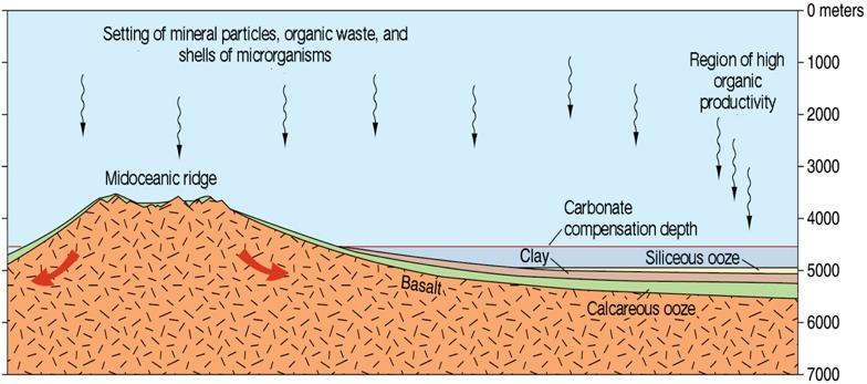 Carbonate Compensation Depth A depth in the oceans (about 4000-5000 m), which affects where calcareous oozes can accumulate.