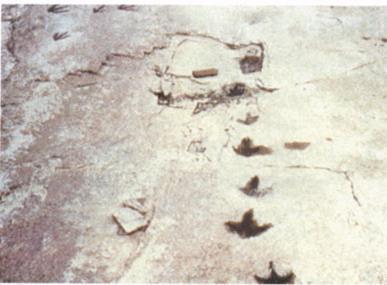 Over 20 sets of fossilized dinosaur tracks have been found in Alberta.
