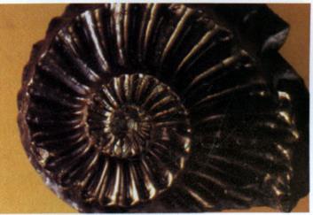 Coiled ammonites fossils in Alberta.