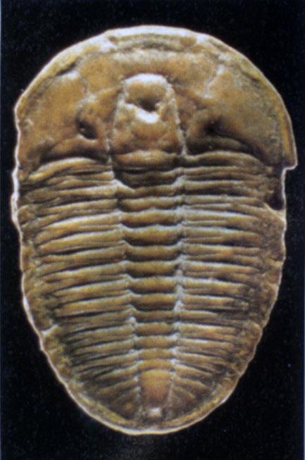 Trilobites are one of the most famous groups of fossils.