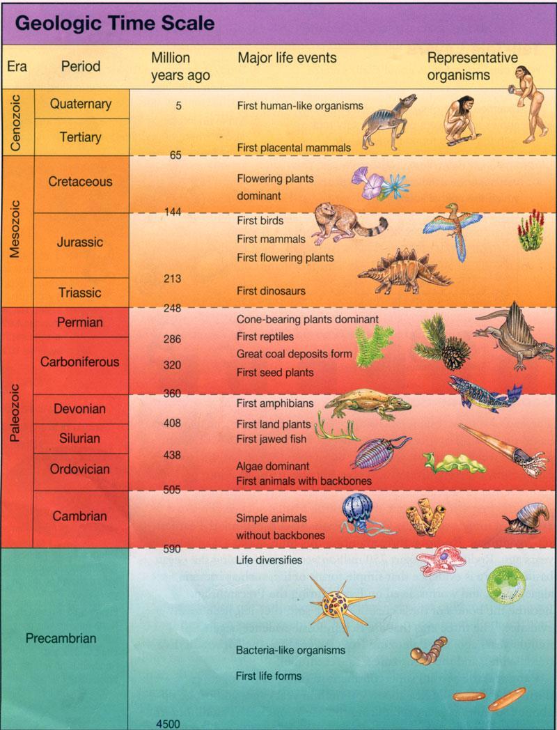 This geologic time scale provides even greater detail about geological events than you have just studied.