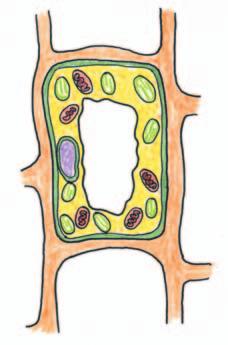 Activity 42 A Closer Look cell wall cell membrane mitochondria cytoplasm nucleus vacuole chloroplasts Plant Cell A plant cell s structure is a little different than an animal cell s structure.