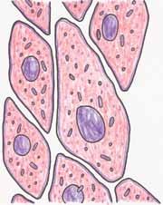 The cells shown here are from human skin. What do you see inside the cells? What exactly are you looking at when you use a microscope to look at a cell?