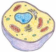 READING Use Student Sheet 42.1, KWL: The Wonderful World of Cells, to guide you as you complete the following reading.