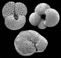 Forams Foraminiferans ( hole bearers ), or forams for short, are singlecelled heterotrophs that