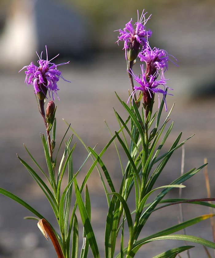 Manitoulin Alvar Grassland Cylindric Blazing Star Feathery flower heads = common name