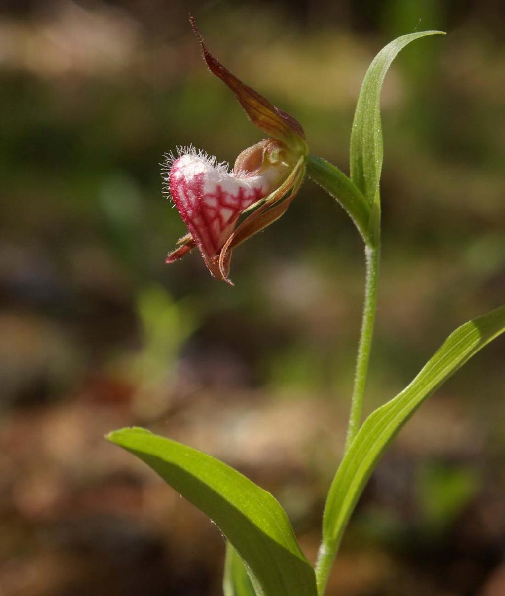 Ram's Head Orchid (Cypripedium arietinum) Ice Lake area Scientific name = of a ram (arietinum) Smallest of Lady's Slippers.