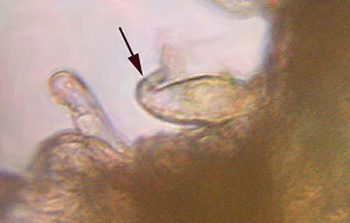 Although not too distant from a liverwort capsule, it dehisced spirally in a single valve (Figure 5, right), and no elaters emerged.