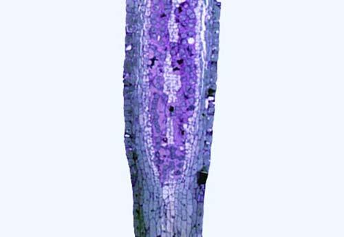 Takakia ceratophylla antheridium.