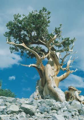 Part Six THE BIOLOGY OF FLOWERING PLANTS 35 The Plant Body On November 1, 2002, John Quigley climbed into the branches of a 70-foottall oak tree estimated to be 150 to 400 years old.