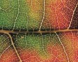 Leaf anatomy is beautifully adapted to carry out photosynthesis and to support it by exchanging the gases O 2 and CO 2 with the environment, limiting evaporative water loss, and exporting the