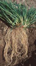 Many eudicots have a taproot system: a single, large, deep-growing primary root accompanied by less prominent lateral roots.