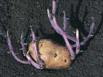 The tuber of a potato, for example the part of the plant eaten by humans is an underground stem rather than a root.