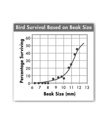 Which conclusion is supported by the data in the graph? a. Birds with shorter beaks have greater reproductive success. b. There is very little variation in beak size within the bird population.