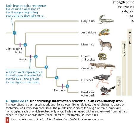 24. The figure below shows an evolutionary tree. What is indicated by each branch point? Mark each branch point. 25.