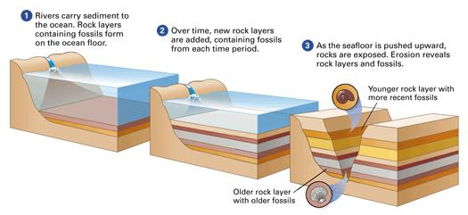 (sedimentary rock) Each layer of sedimentary rock represents a