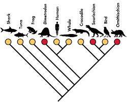 Station 14 What is the diagram to the right called? Phylogenetic Tree What does it show?