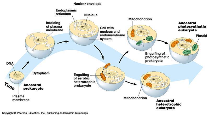 The endosymbiotic theory proposes that eukaryotic cells