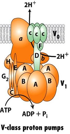 In mitochondria, F-pumps known as ATP synthase allows protons to be pumped from the mitochondrial matrix to the intermembrane space.