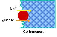 Secondary Active Transport Ion concentration gradient generated by primary active transport can power the movement of