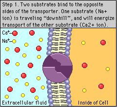 Secondary Active Transport- Antiporter Antiporters transport two molecules in opposite directions across plasma membrane.