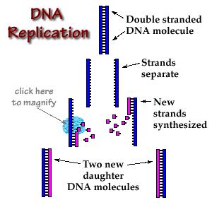 Describe how the process of DNA replication results in