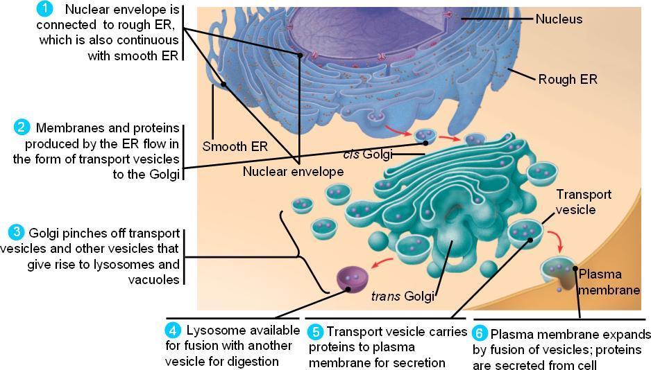 Describe the role of the ribosome, endoplasmic reticulum, Golgi