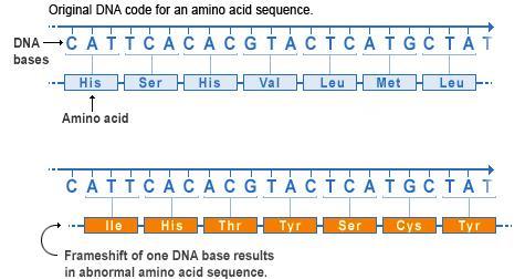 Describe how genetic mutations alter the DNA sequence and may or may not affect phenotype Frameshift mutations: