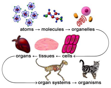 Biological Organization Describe and interpret relationships