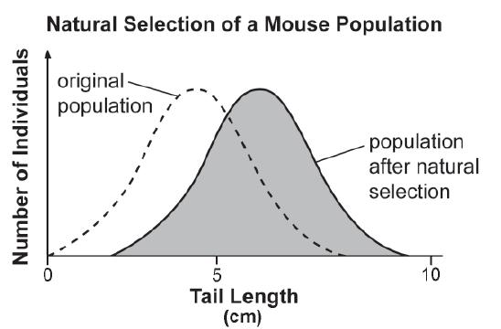 Tail length in mice varies within a population. Scientists observed change in the distribution of tail lengths in a mouse population over time.