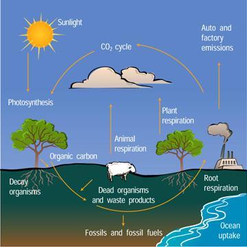 Describe how matter cycles through an ecosystem