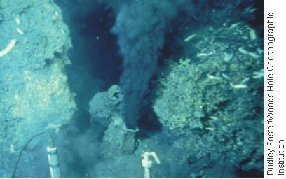 Tube worms up to 3 meters in length are among the organisms found along hydrothermal vents.
