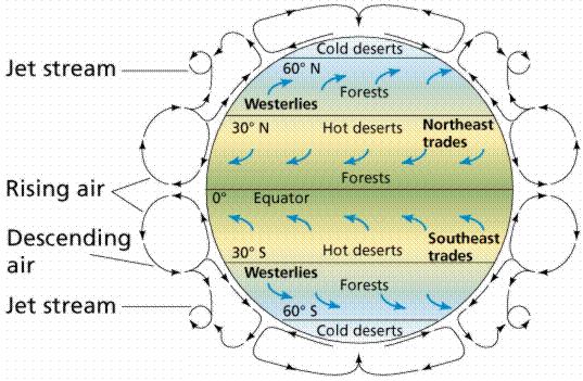 Use this diagram below to answer the next two questions. S3.O1.d 4. What is the pattern of movement in the Hadley cells? A. Warm air rises, cooler air sinks B. Air moves from north to south C.
