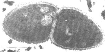 5 Bacteria reproduce asexually by a process known as binary fission. The bacterium first copies its single chromosome. The copies attach to the cell s plasma membrane.