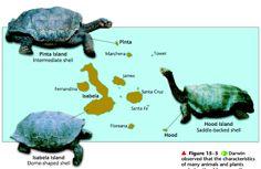 Giant Tortoises of the
