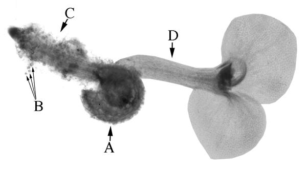 Draw a megaspore and microspore in the same view illustrating the relative size of each. Gametophyte: Observe the demonstration of the megagametophyte with attached young sporophyte on the side bench.