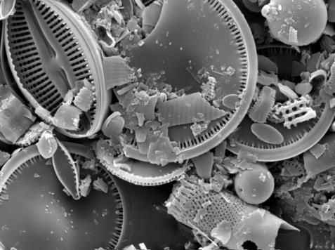 Most diatoms are phytoplankton,