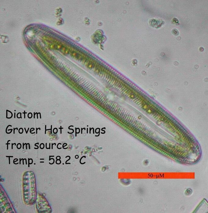 Adaptations of Diatoms Diatoms have a transparent cell wall (frustule) made of silica.