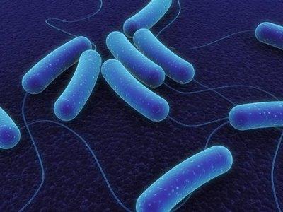 Rod-shaped bacteria called bacillus. 3.