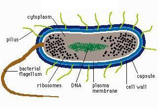 Microscopic prokaryotes.