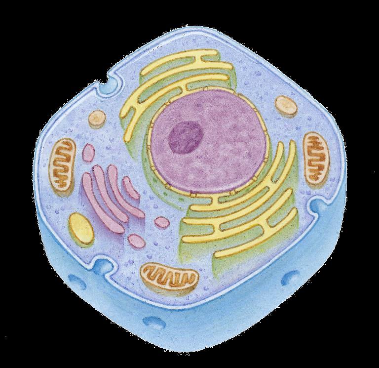 of the cell Contains the DNA in