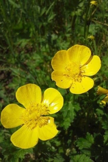 Creeping buttercup (Ranunculus repens) There are two very common buttercups found in towns.