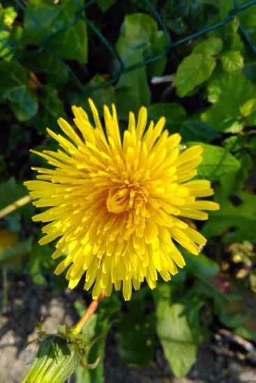 ) Similar to the Daisy there are lots of small flowers in the Dandelion, but each is tonguelike rather than