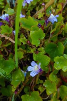 Ivy-leaved toadflax (Cymbalaria muralis) Look closely at the small flowers; they have a yellow and white furry throat and a