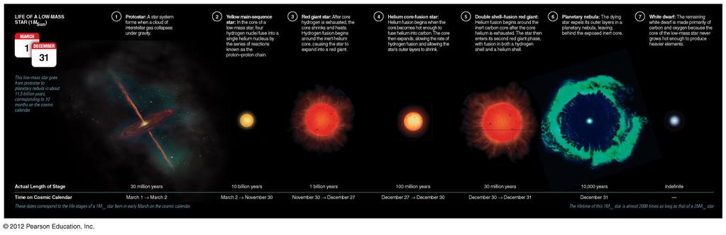 Life Stages of Low-Mass Star 1. Main Sequence: H fuses to He in core 2. Red Giant: H fuses to He in shell around He core 3.
